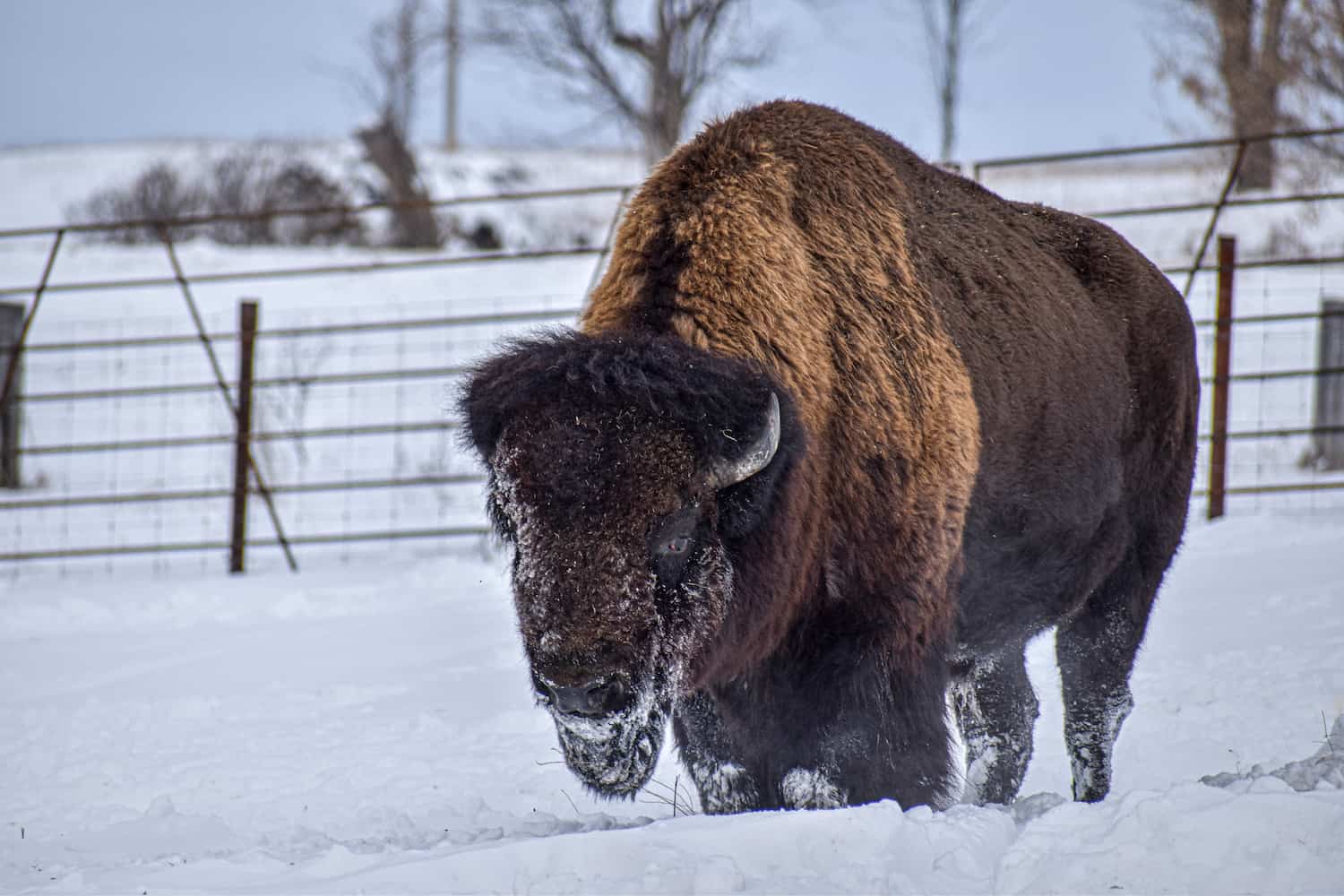 bison-alone-snow