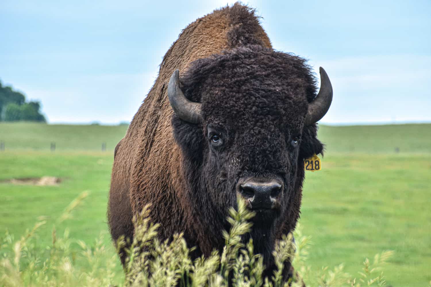 bison-alone