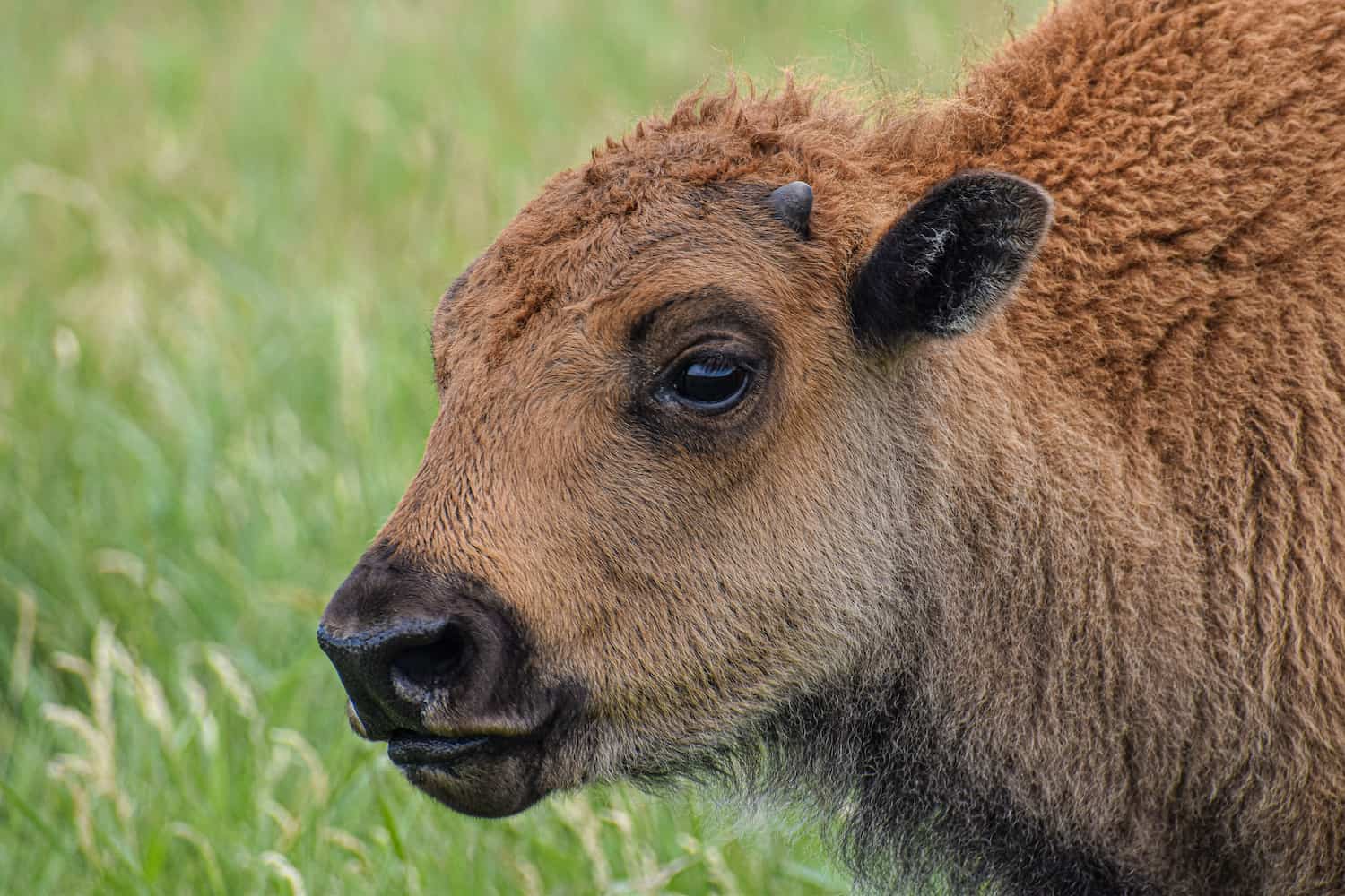 bison-calf