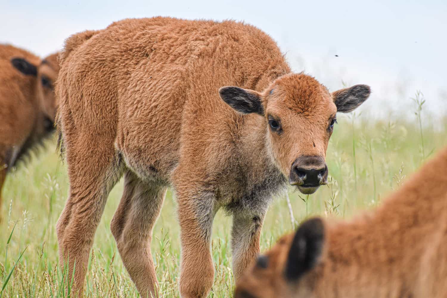 bison-calves