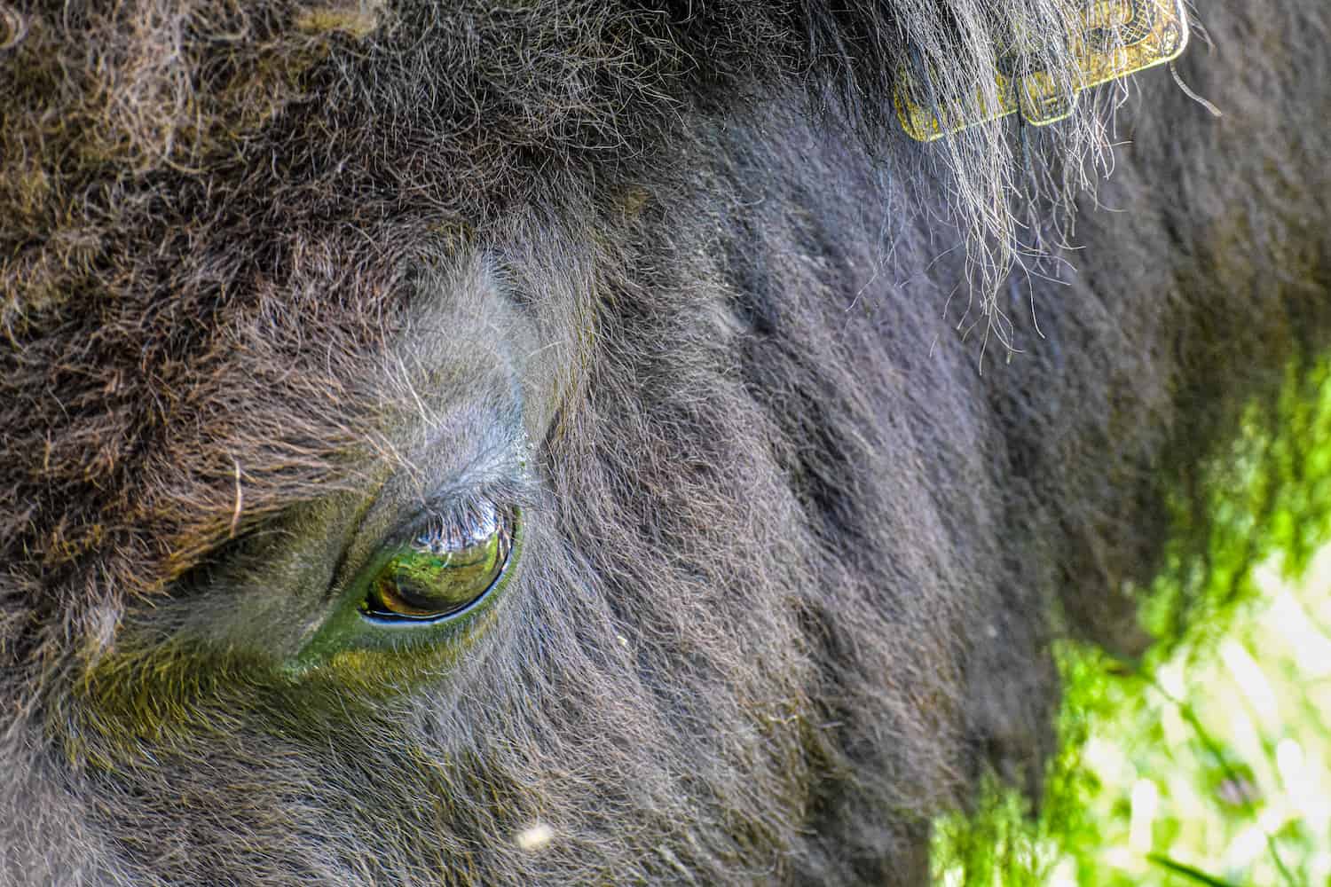 bison-eye