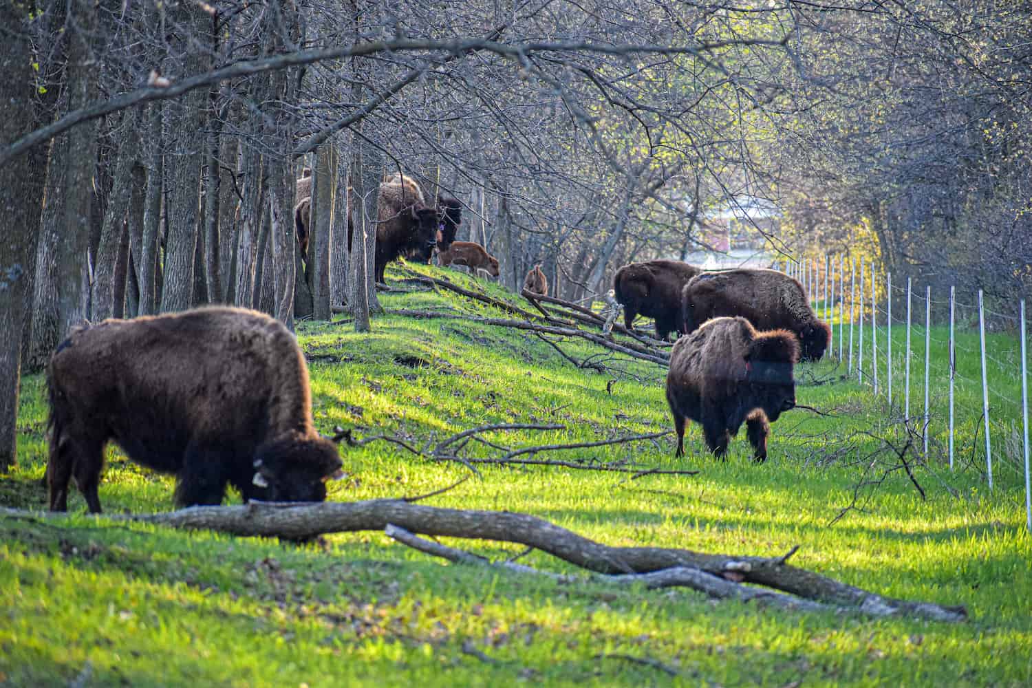 bison-grazing