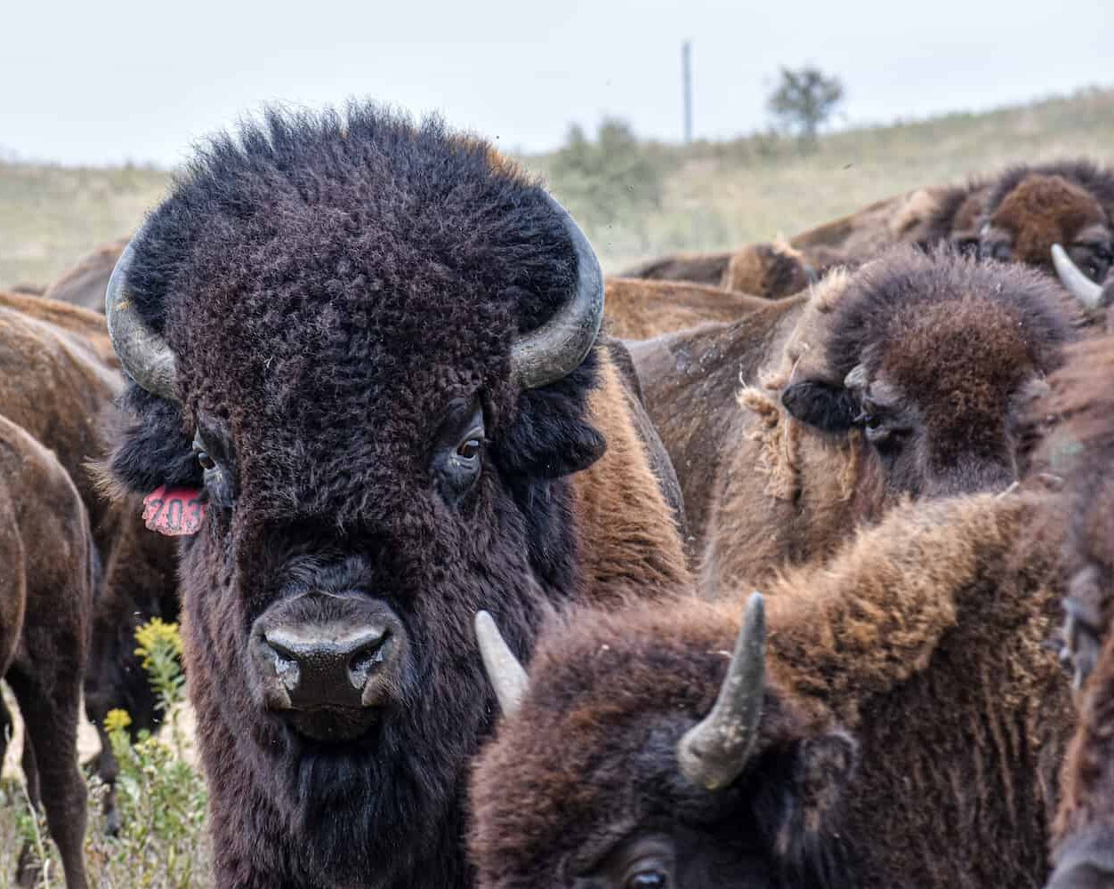 bison-in-herd