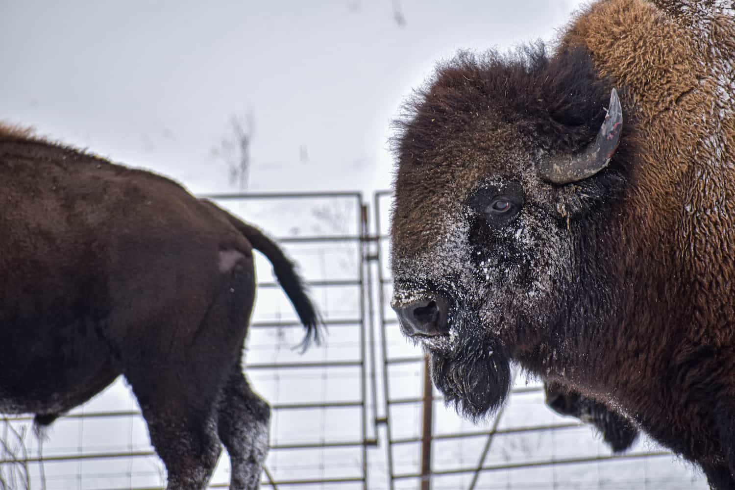 bison-with-snow