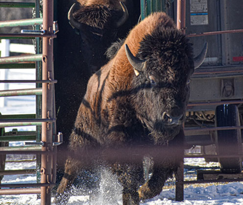Buffalo charging out of gate