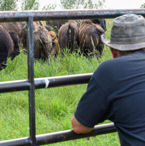 Raising Bison - Minnesota Bison Association