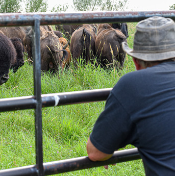 Farmer watching bison
