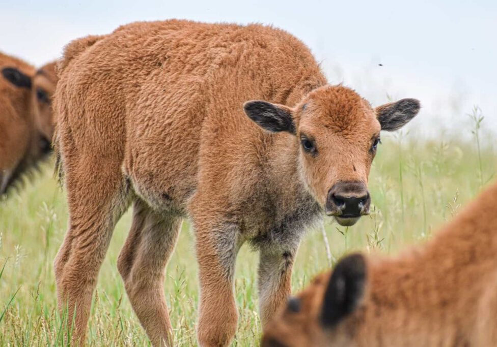 bison-calves