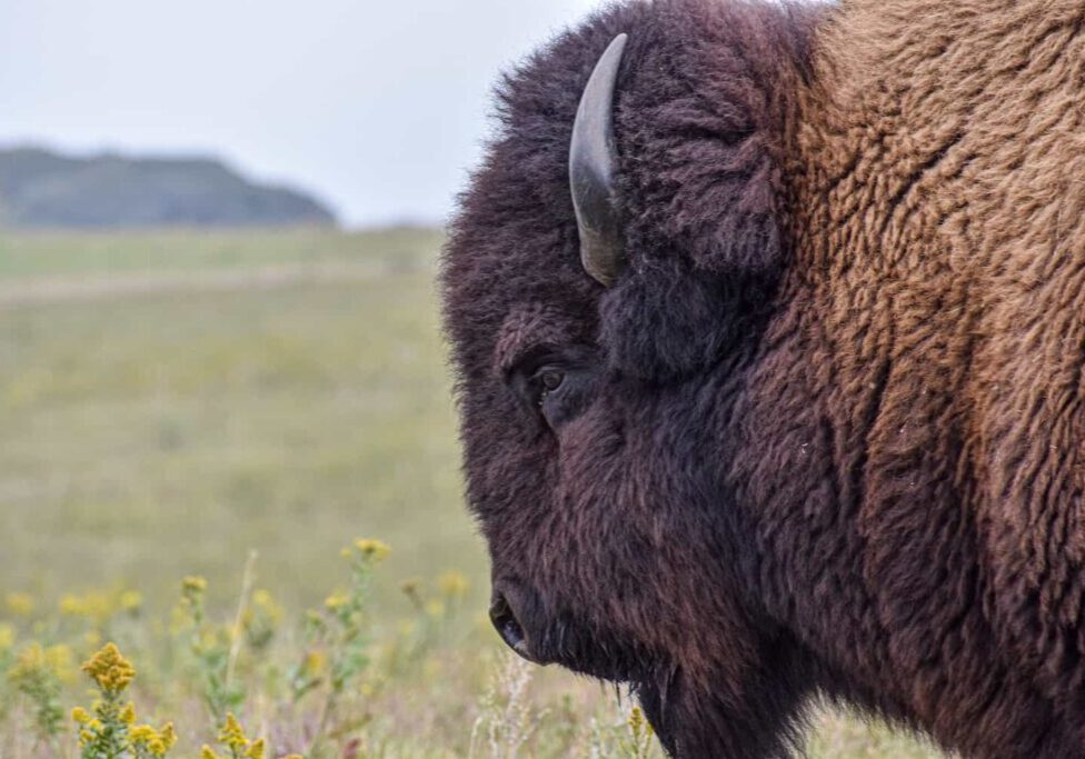 bison-with-yellow-flowers